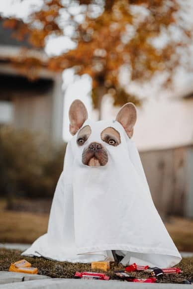 dog dressed as ghost